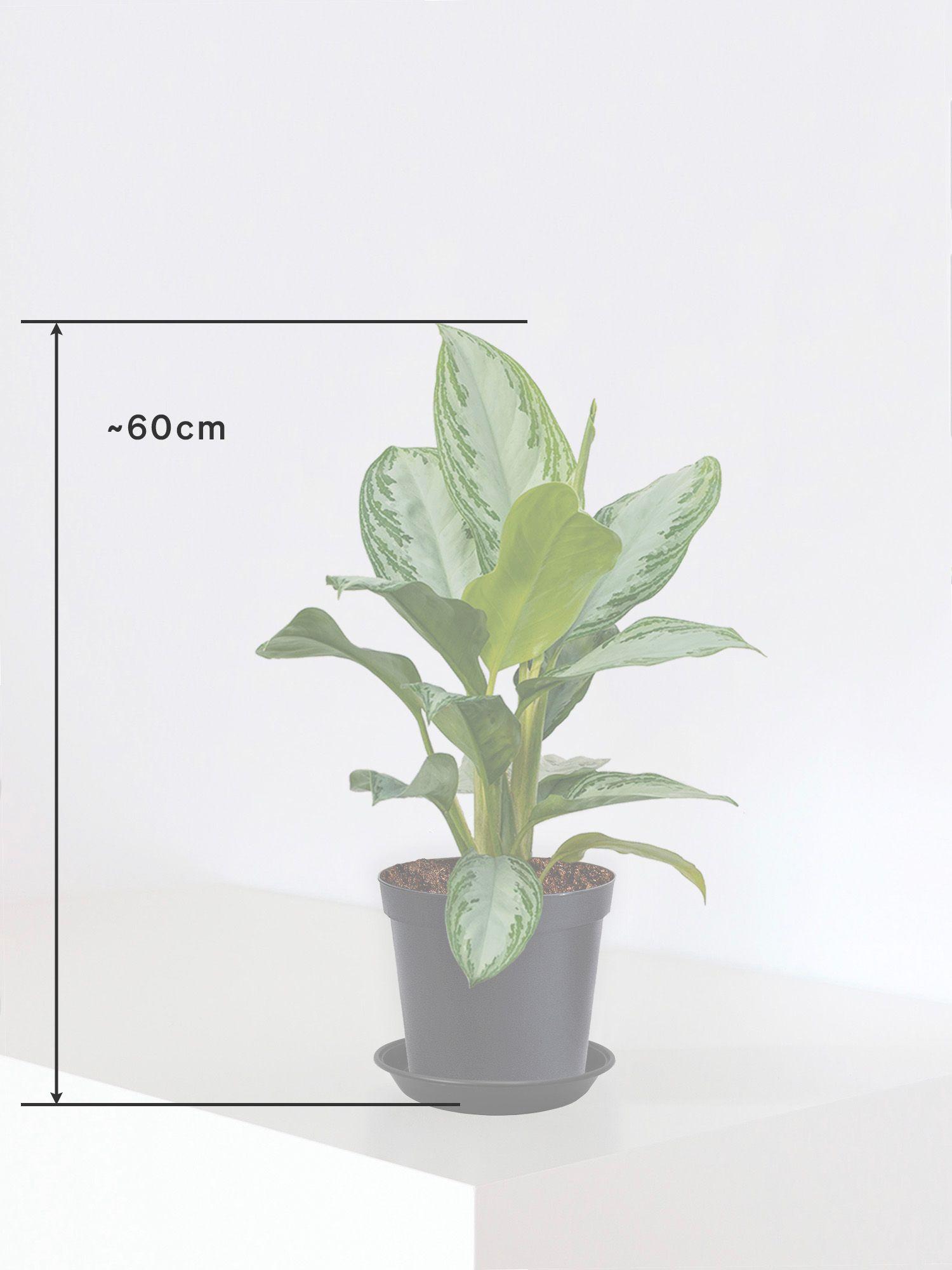 Silver Evergreen