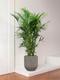 Kentia-Palme