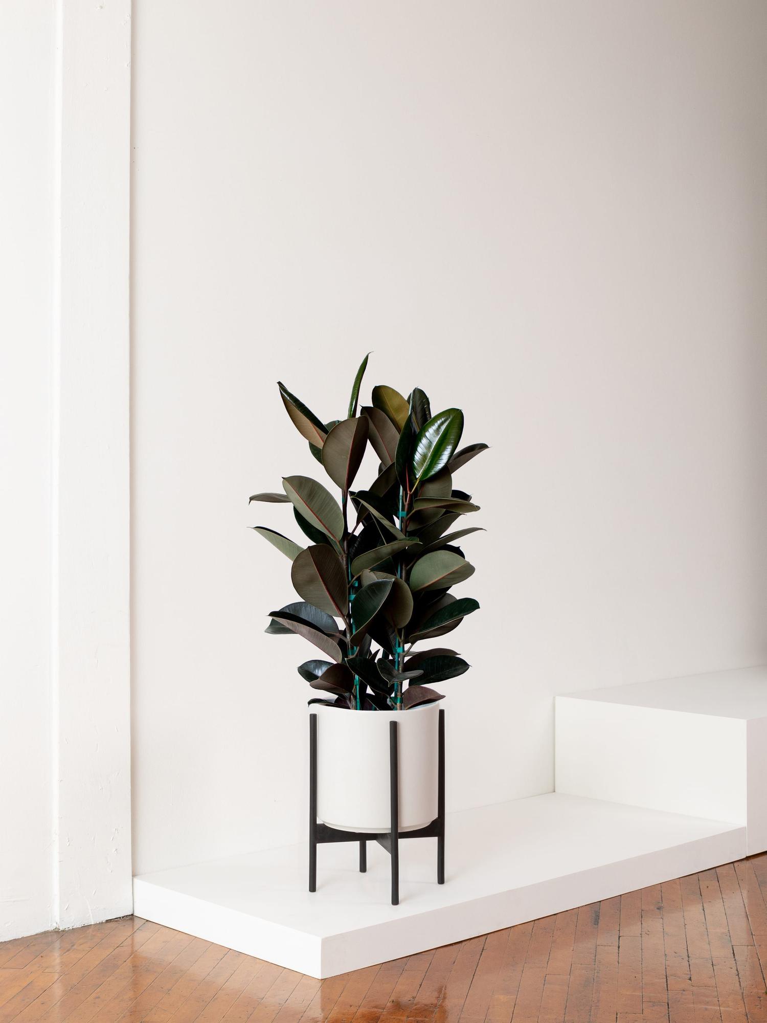 Léon & George Rubber Tree TruScore & Quality Report