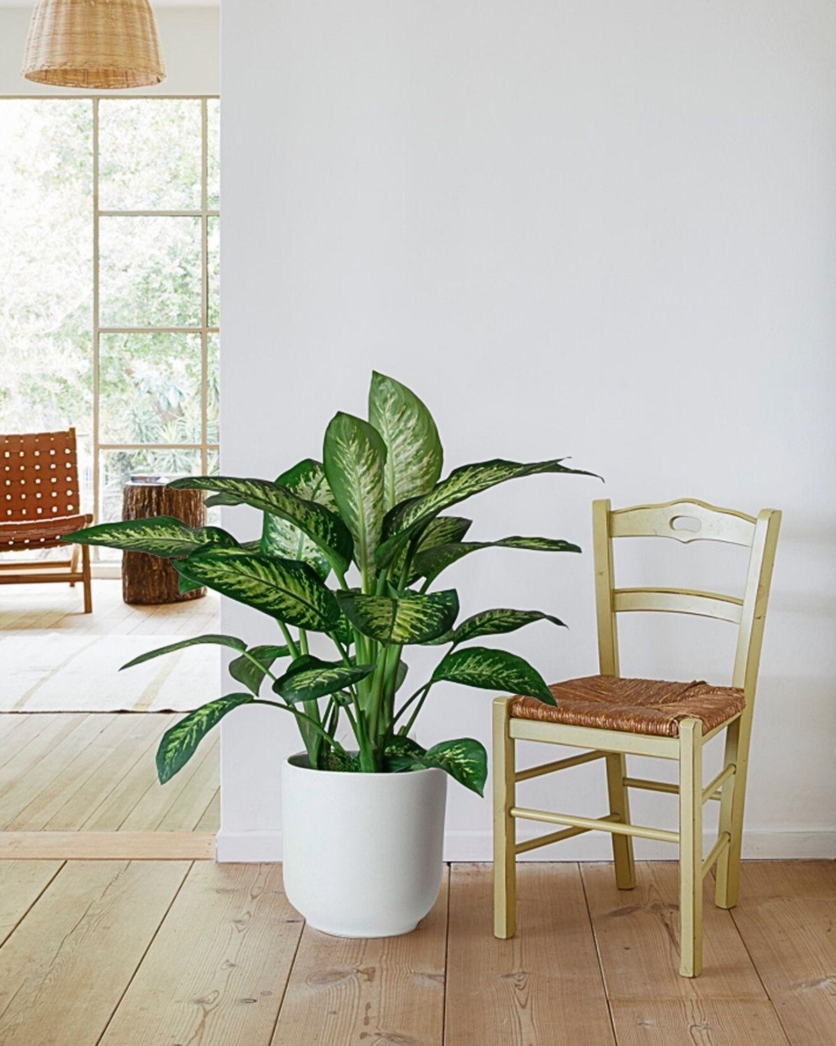 Dieffenbachia