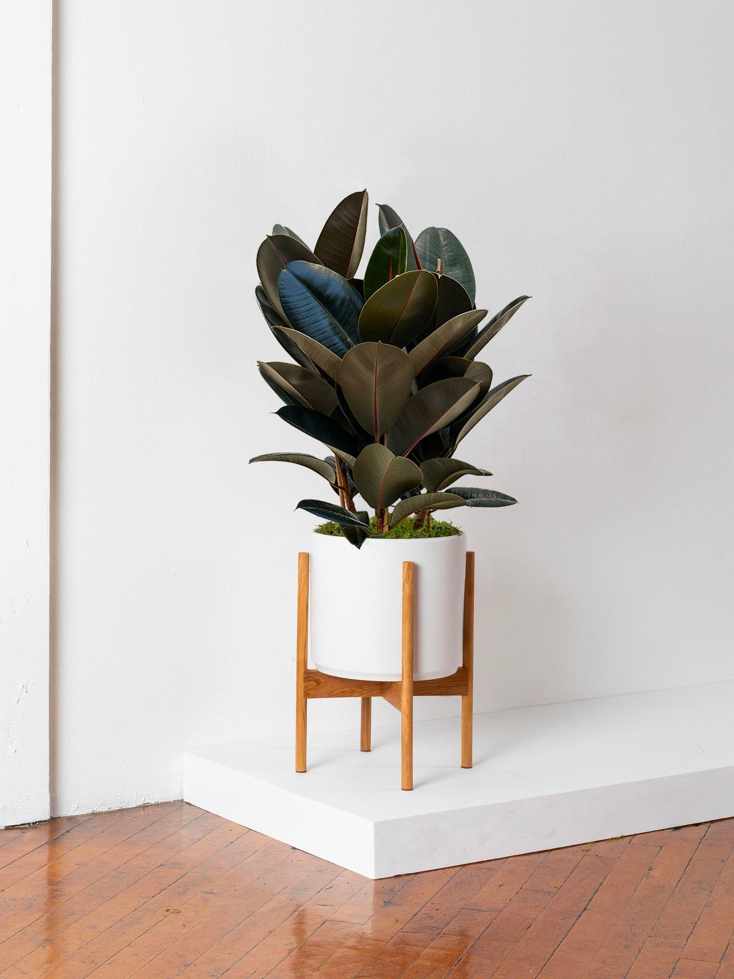 Ficus Elastica Abidjan
