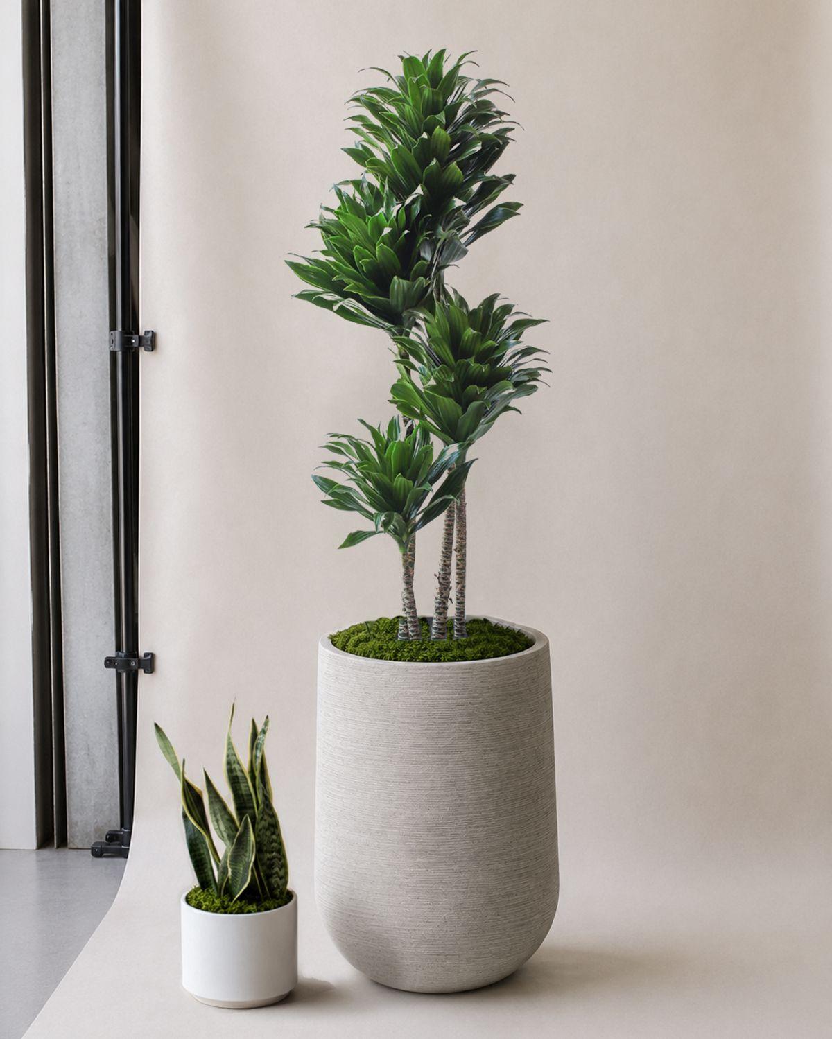 Dracaena Compacta scale image