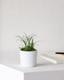 Ponytail Palm