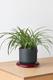 Spider Plant