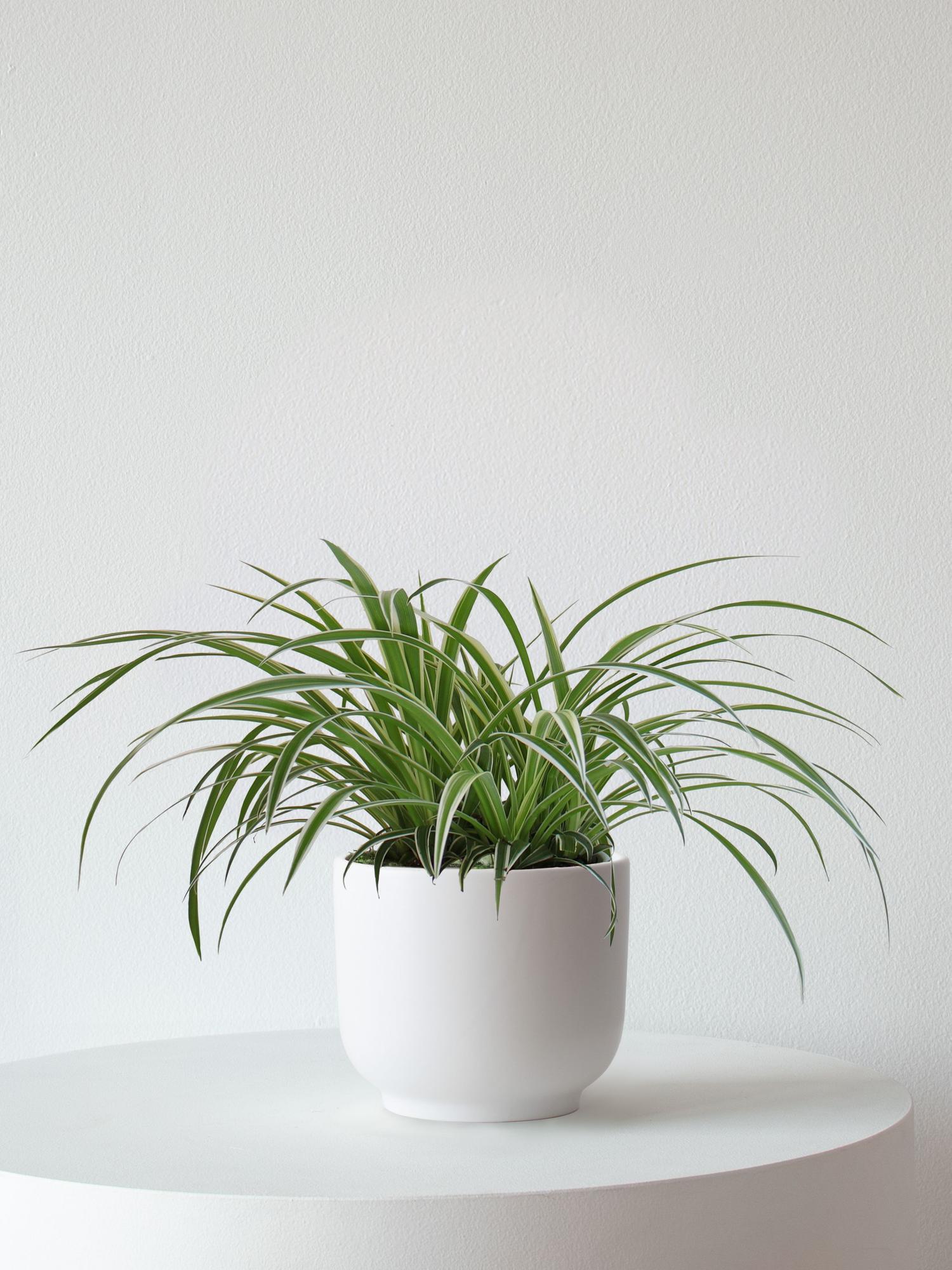 Spider Plant