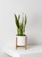 Snake Plant Laurentii