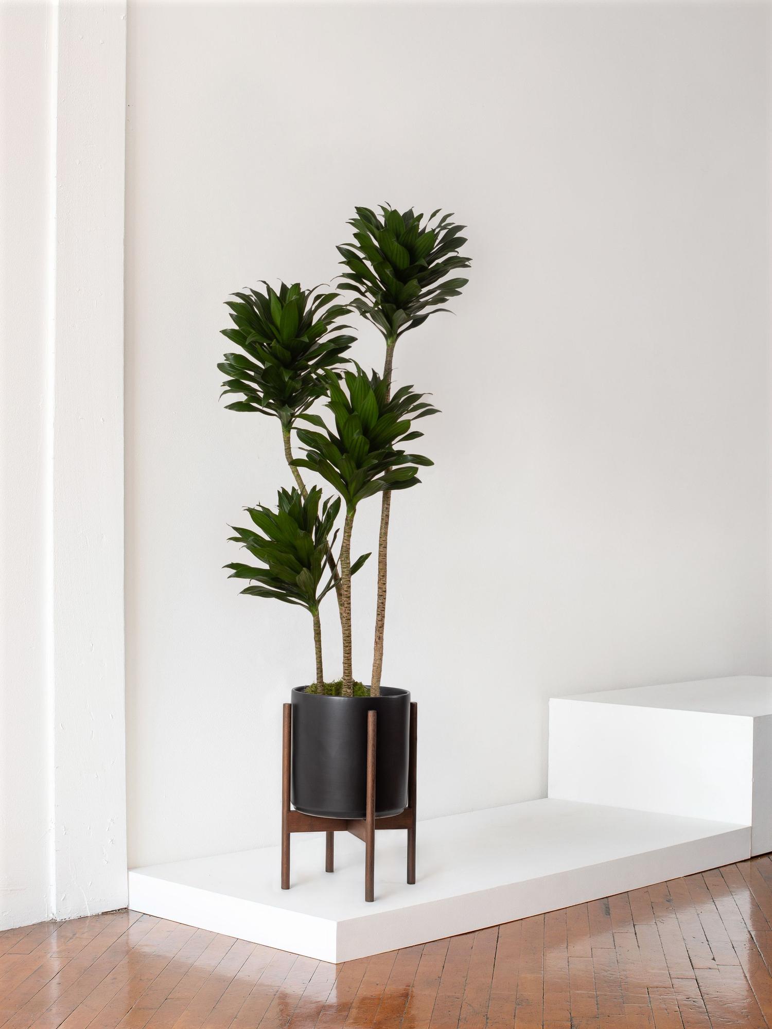 Dracaena Compacta