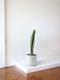 Jade Cactus