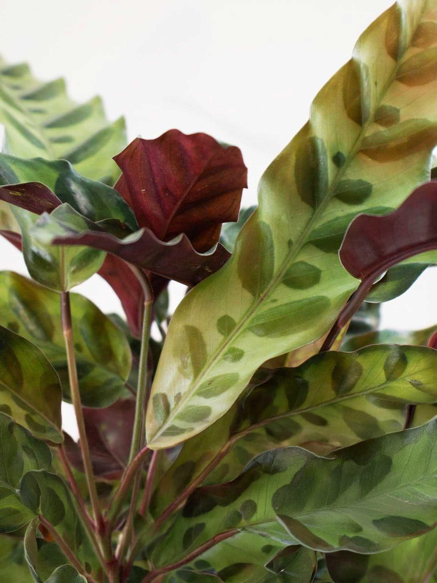 Calathea Rattlesnake