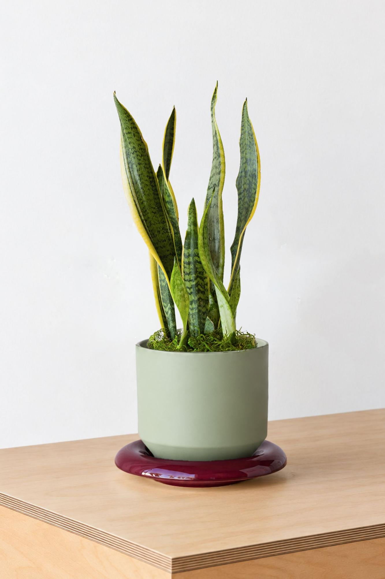 Snake Plant Laurentii