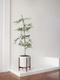 Black Olive Tree