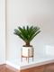 Sago Palm