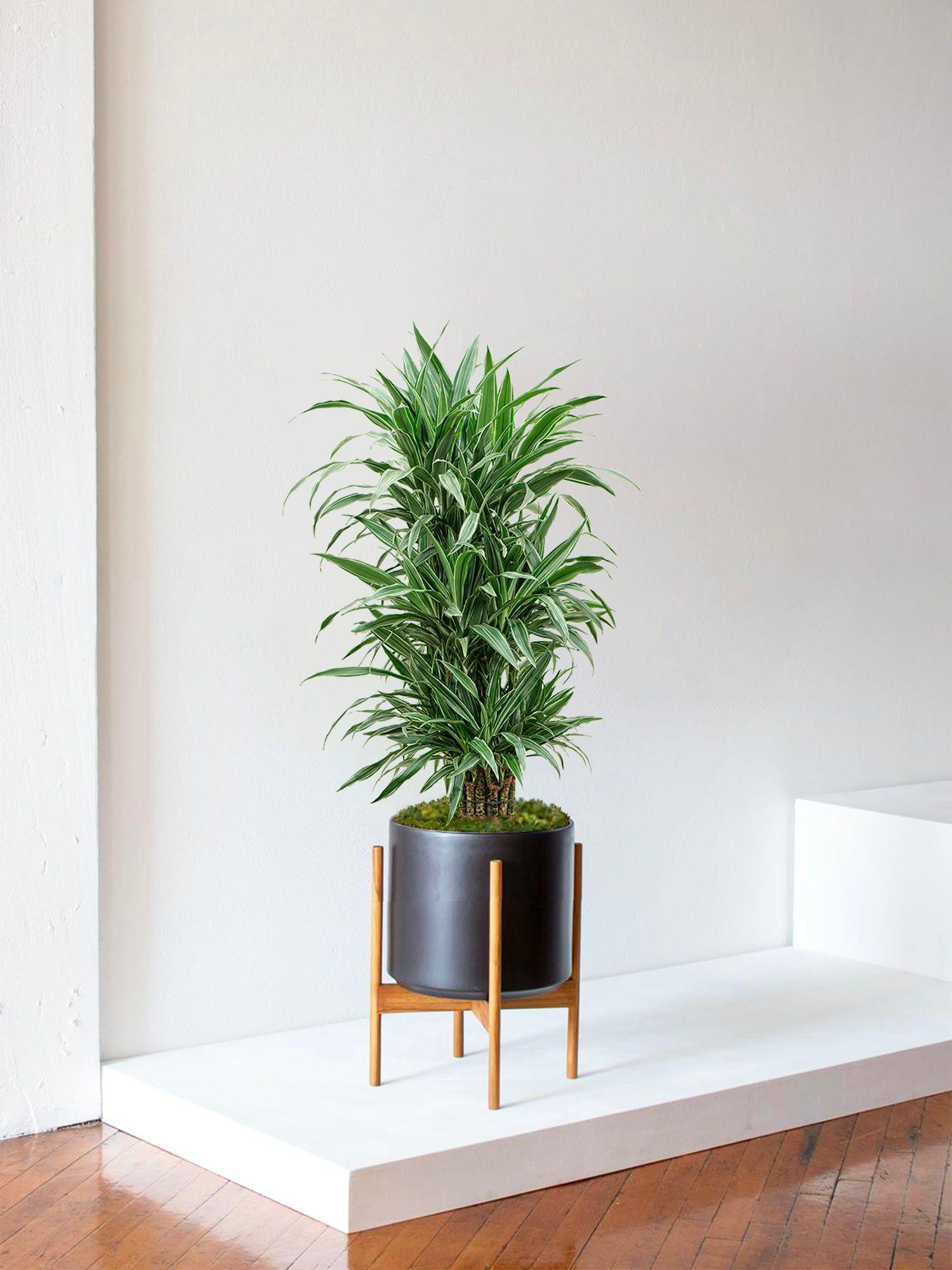 Dracaena Deremensis