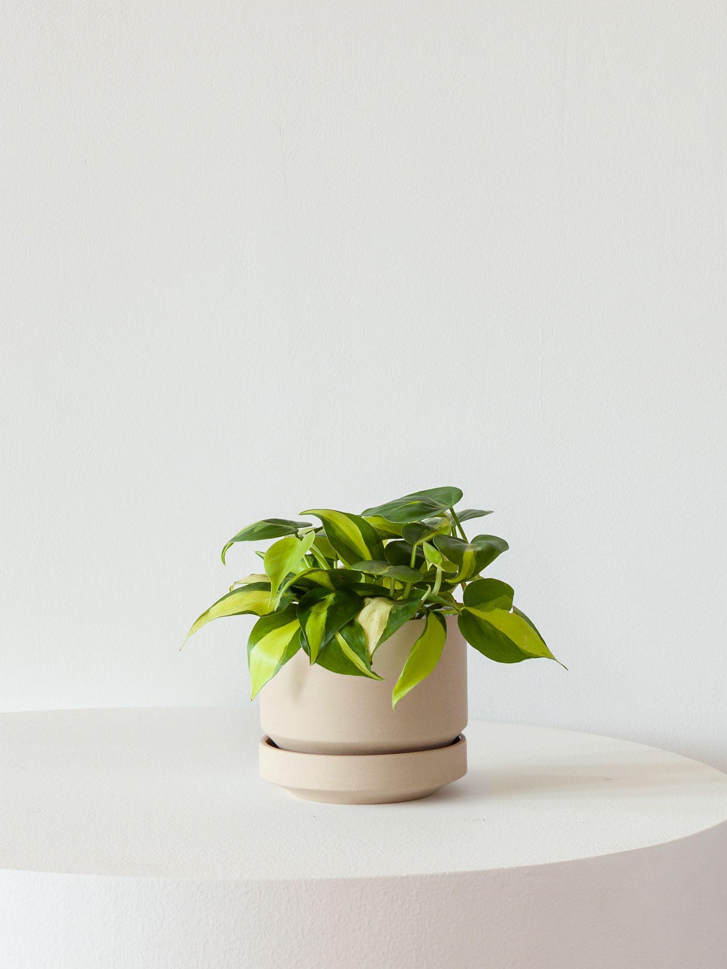 Philodendron Brasil - Sand Scandinavian Ceramic 