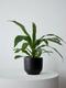 Dracaena Lisa