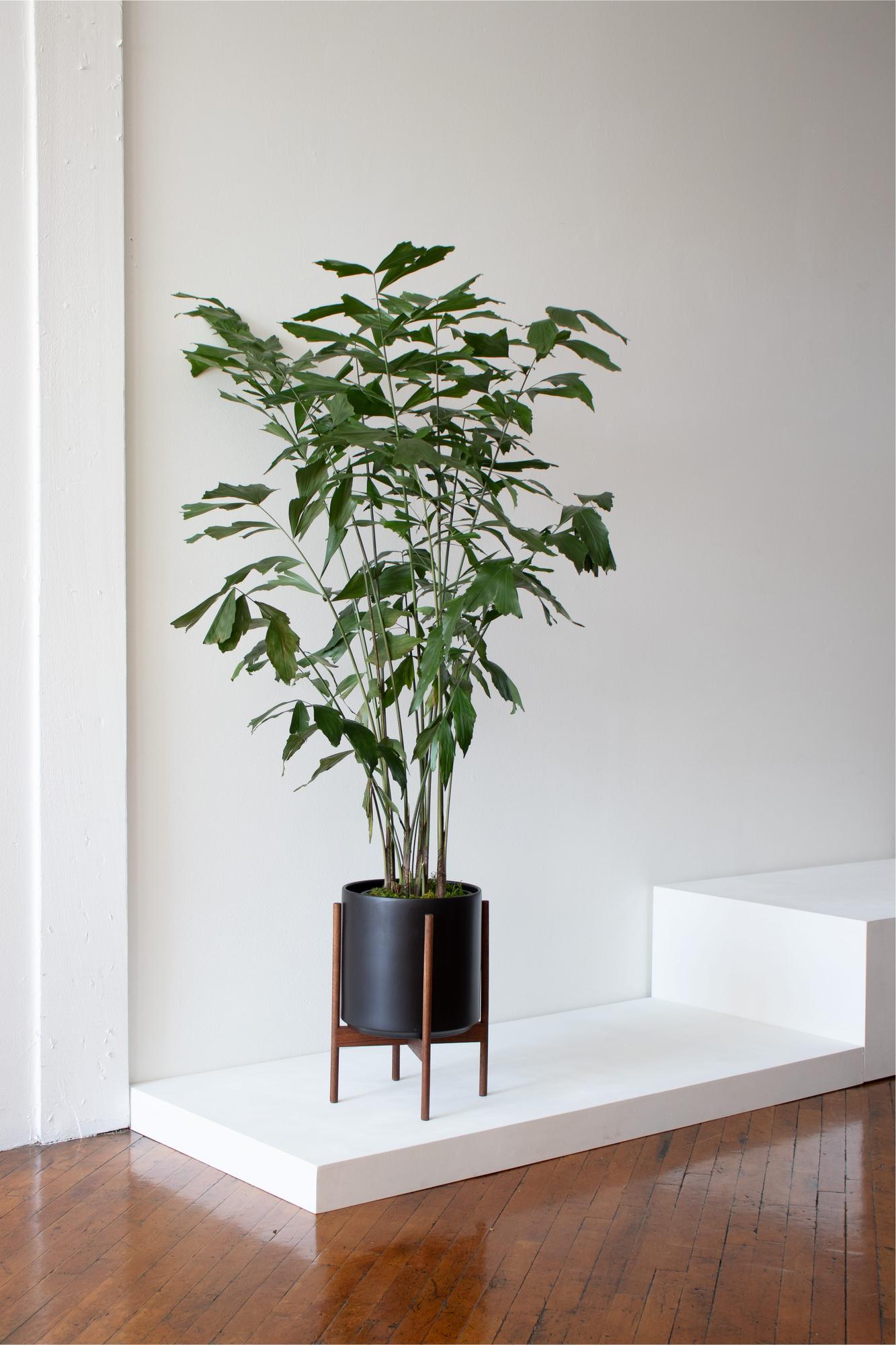 Fishtail Palm
