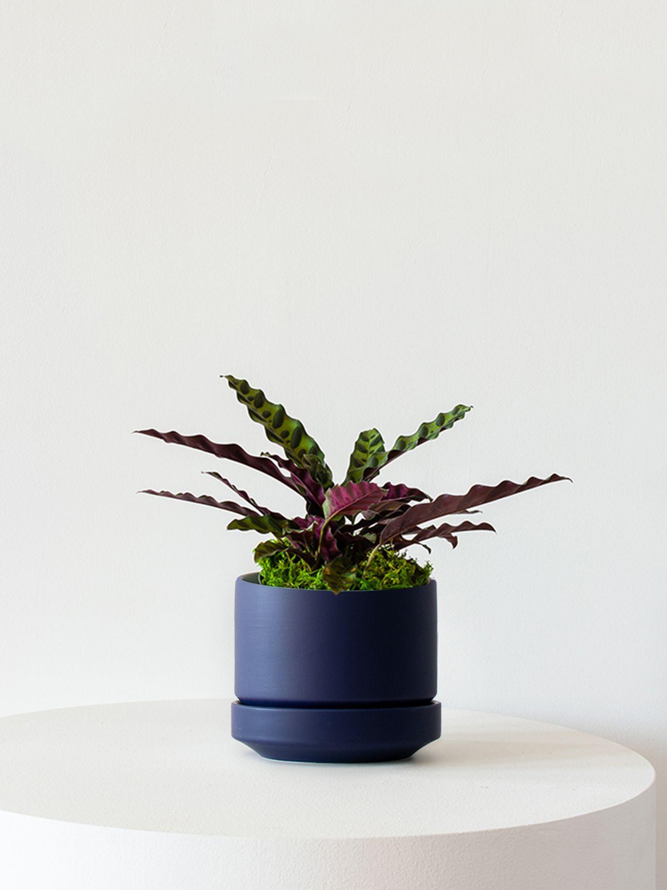 Calathea Rattlesnake - Midnight Scandinavian Ceramic 