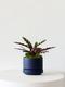 Calathea Rattlesnake