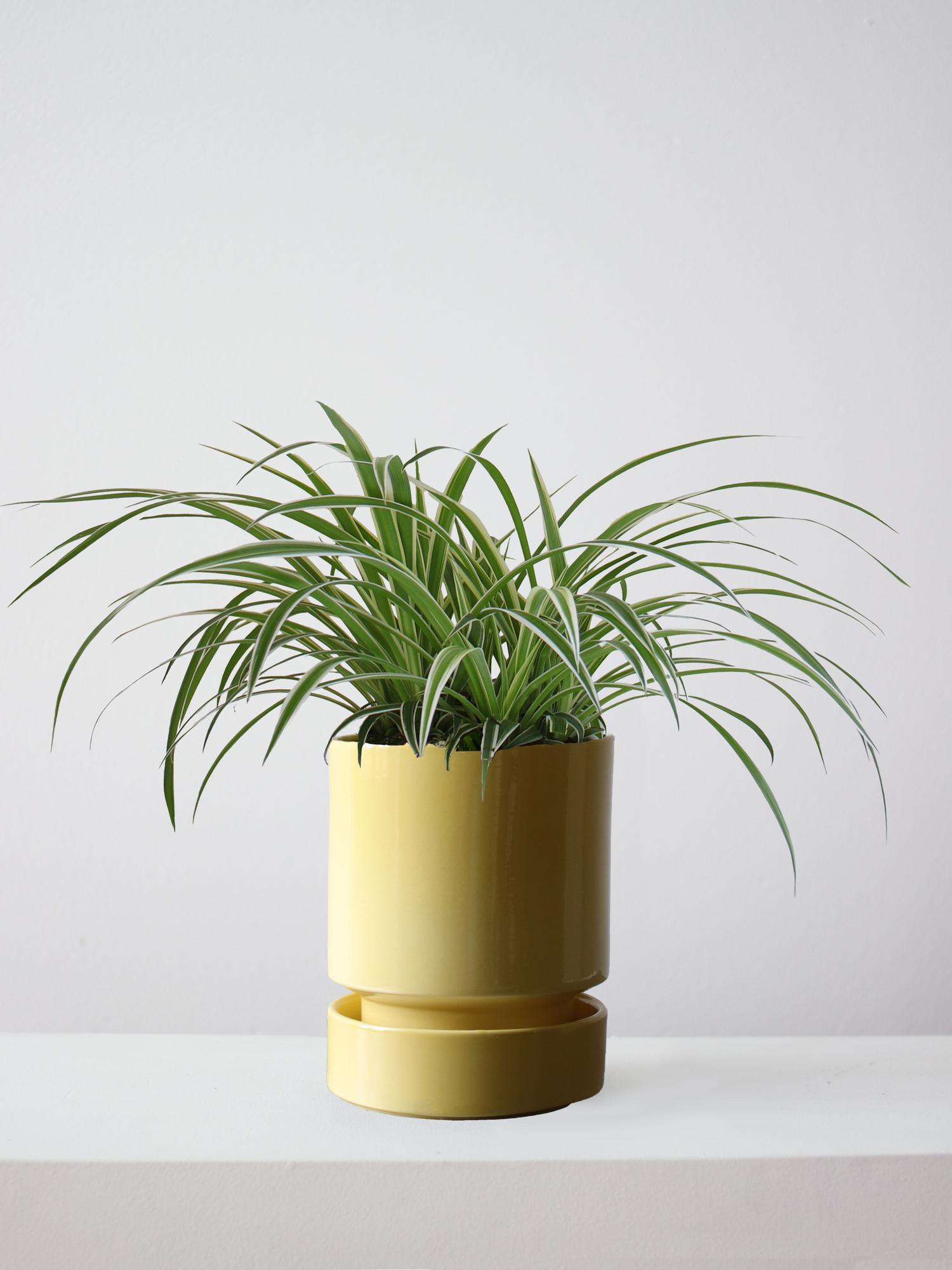 Spider Plant