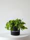 Cascading Pothos