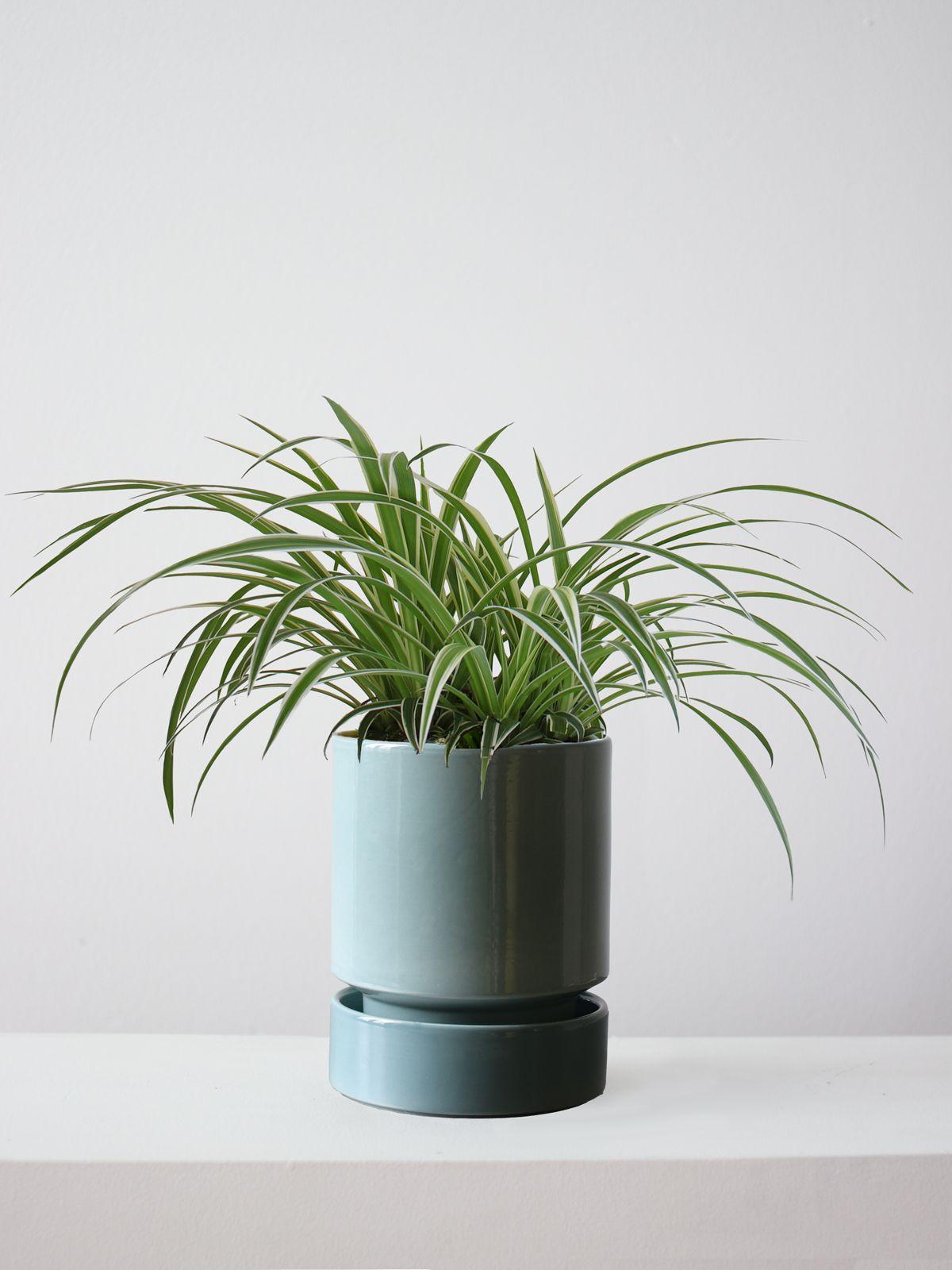 Spider Plant