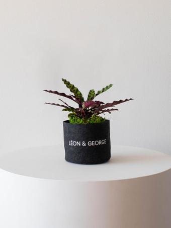indoor plants picture