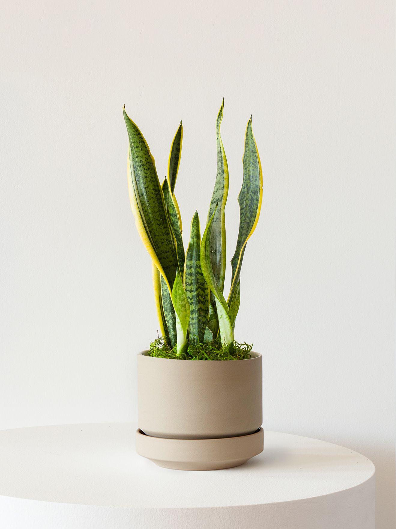 Snake Plant Laurentii - Sand Scandinavian Ceramic 