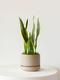Snake Plant Laurentii