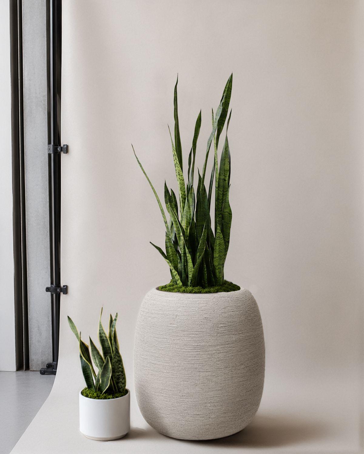 Black Coral Snake Plant