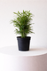 Parlor Palm