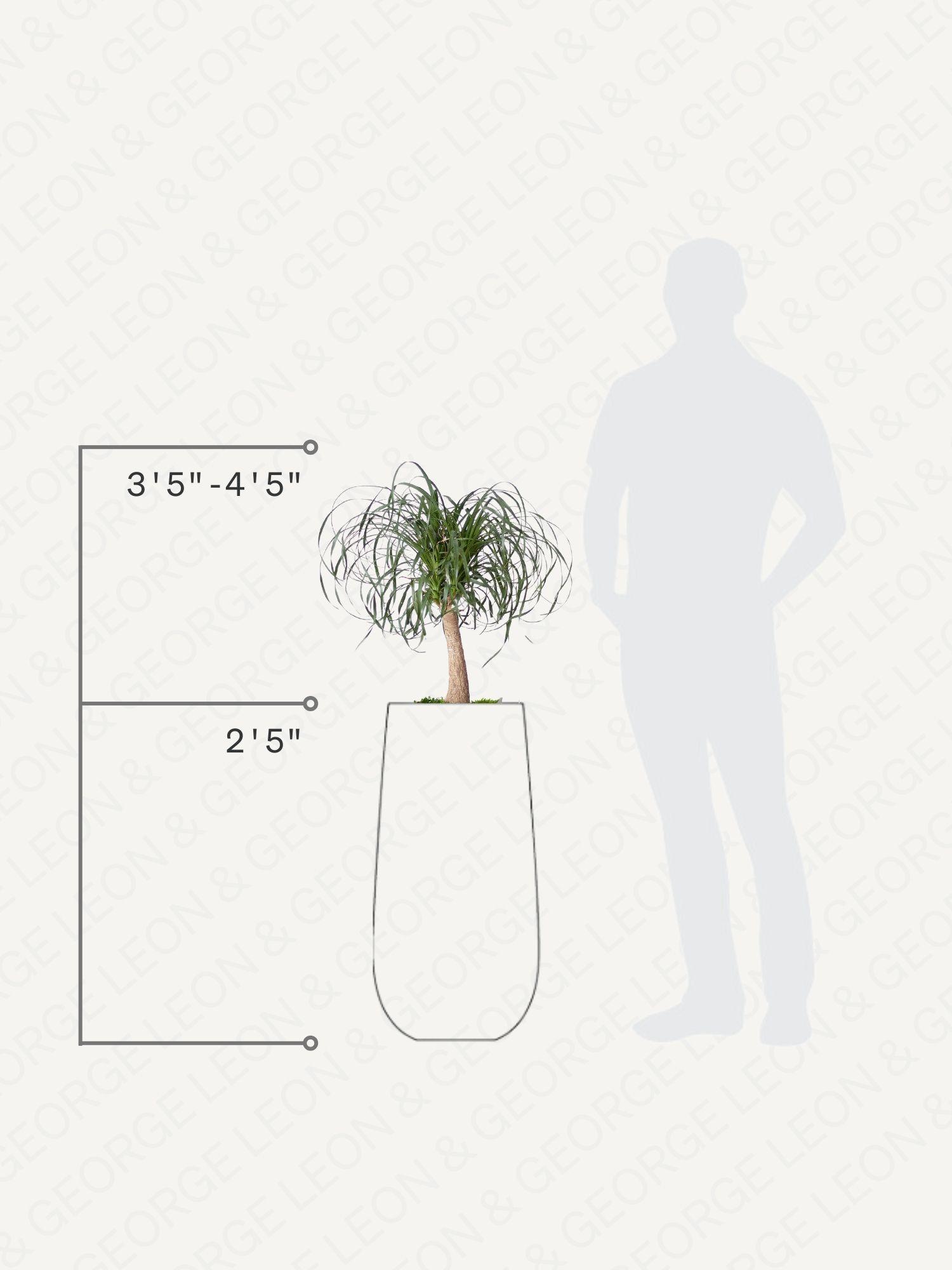 Ponytail Palm