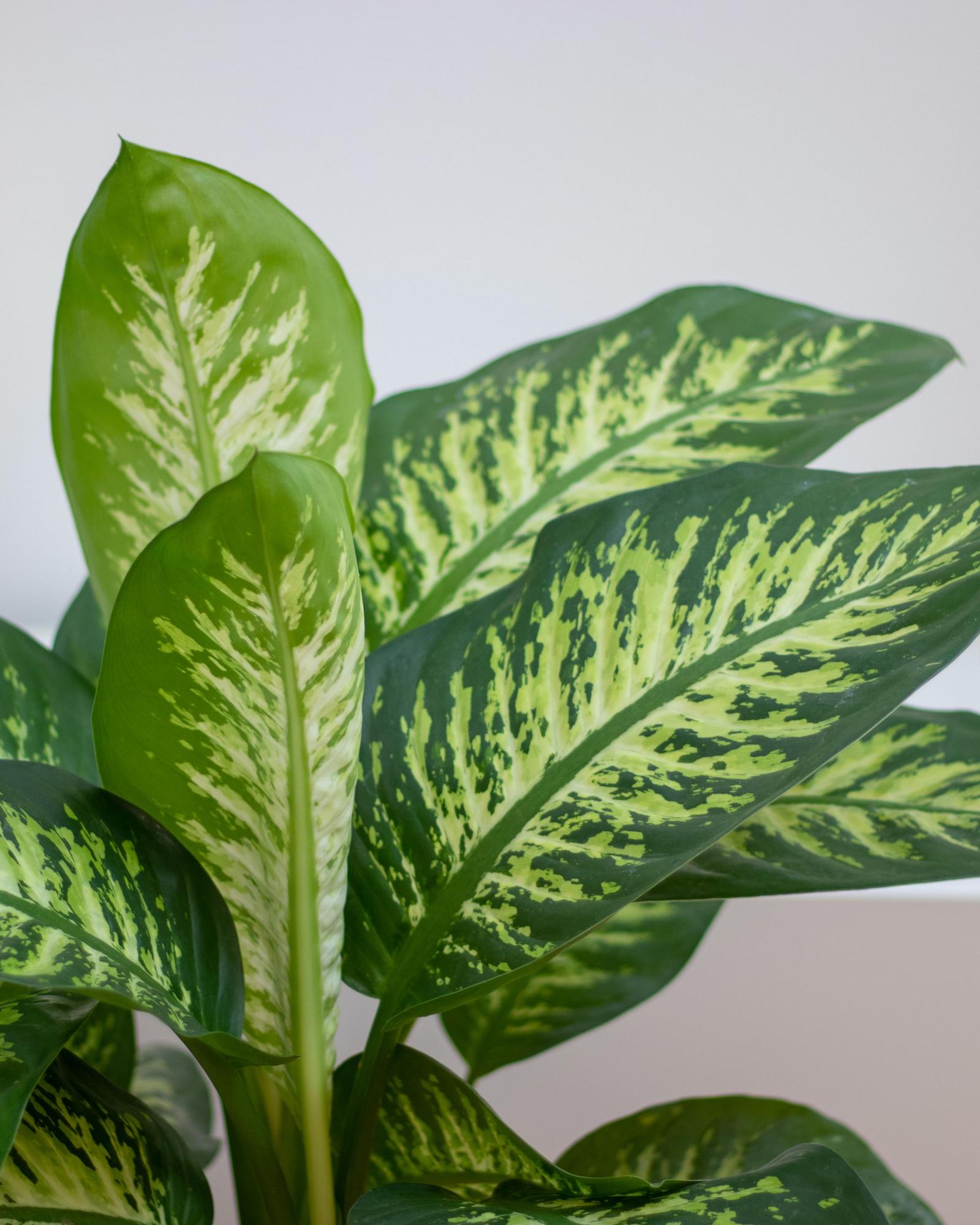 Dieffenbachia - Nouvelle