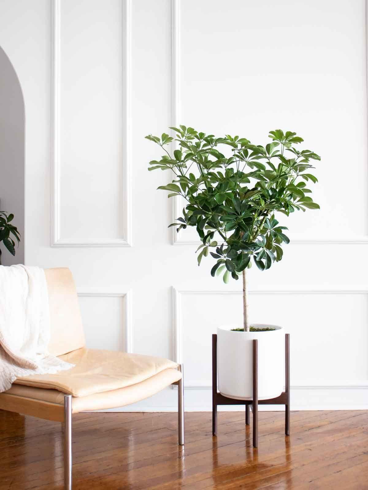 Schefflera Tree