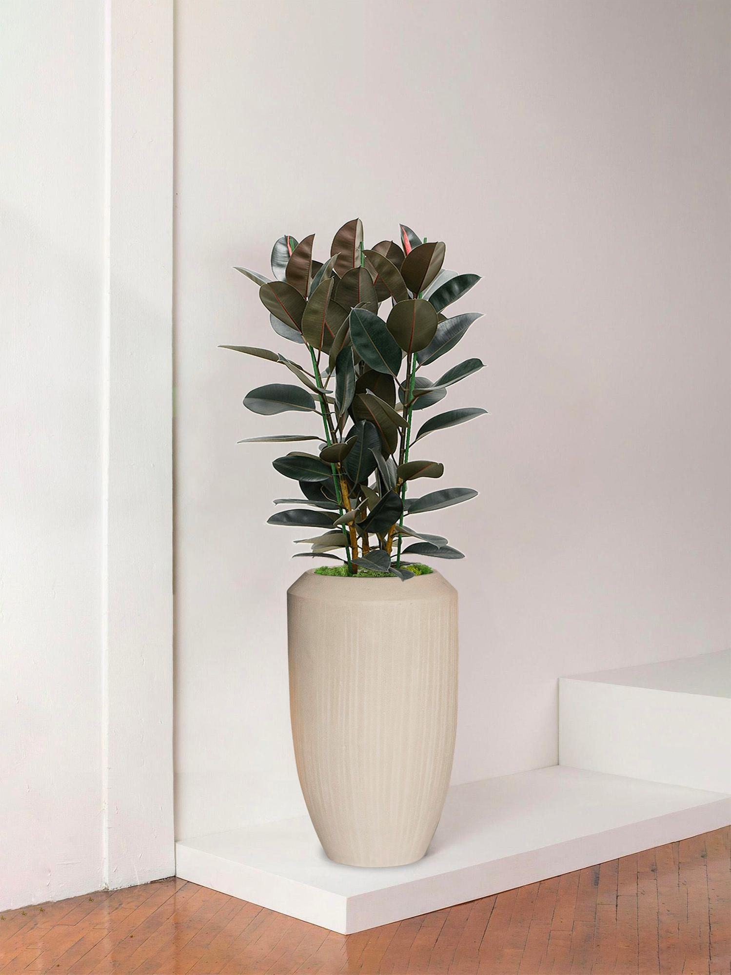 Ficus Elastica Abidjan