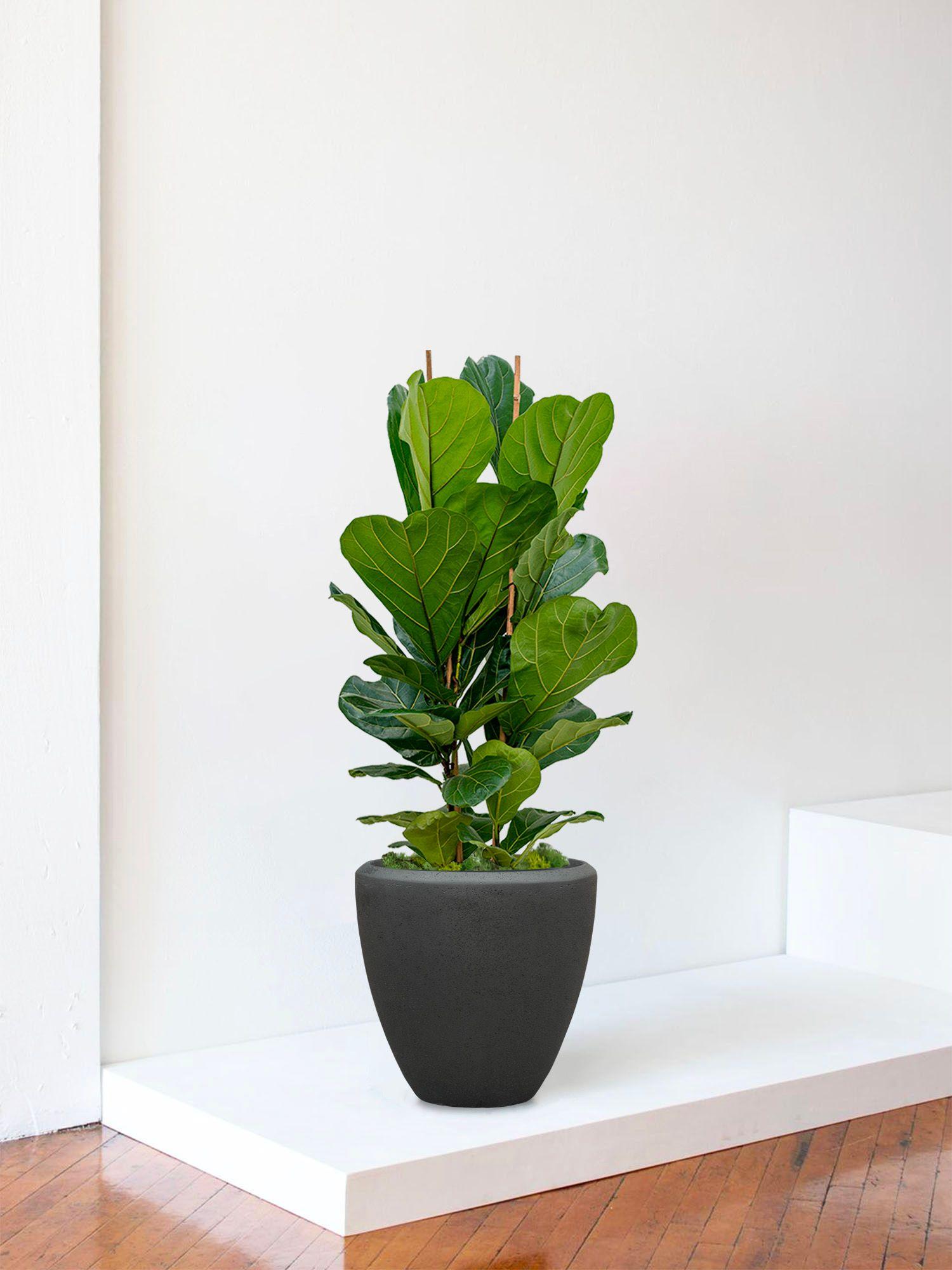 Ficus Lyrata Buisson