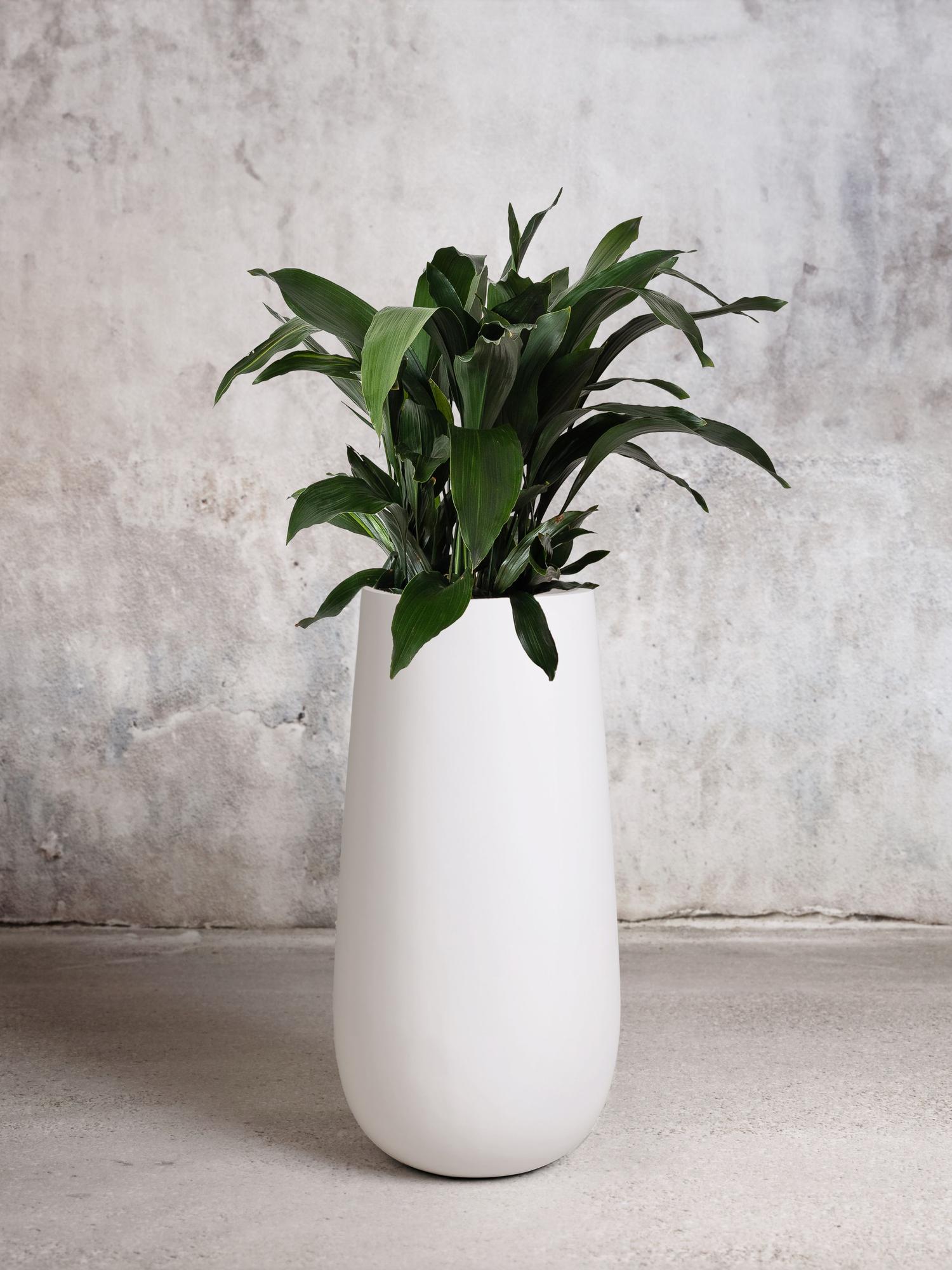 Cast Iron Plant