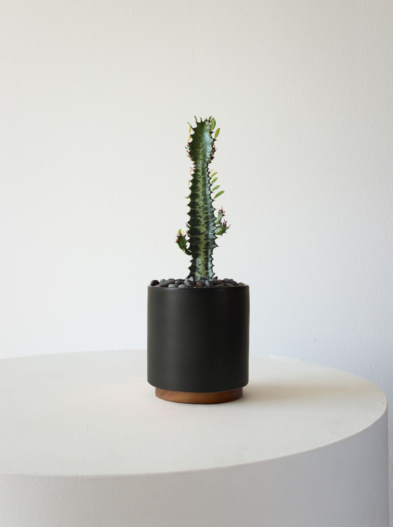 Euphorbia Trigona - Black Mid-Century Ceramic & Dark Wood Plinth 