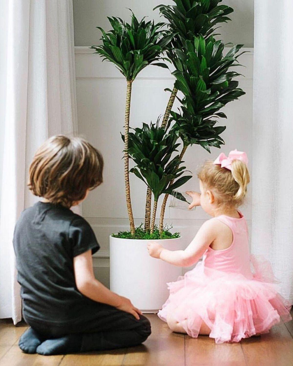 Dracaena Compacta