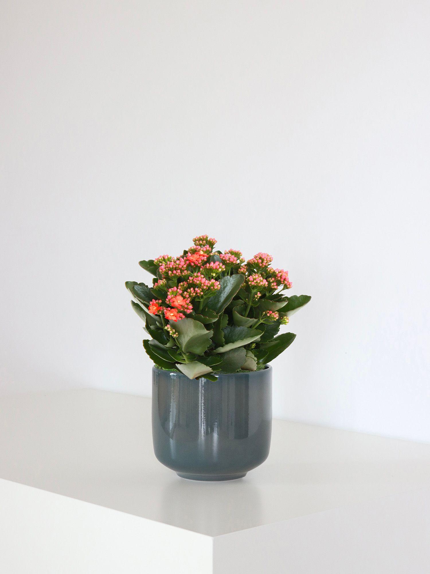 Kalanchoé Rosaline Orange - Le 16 - Curvy bleu de paon 