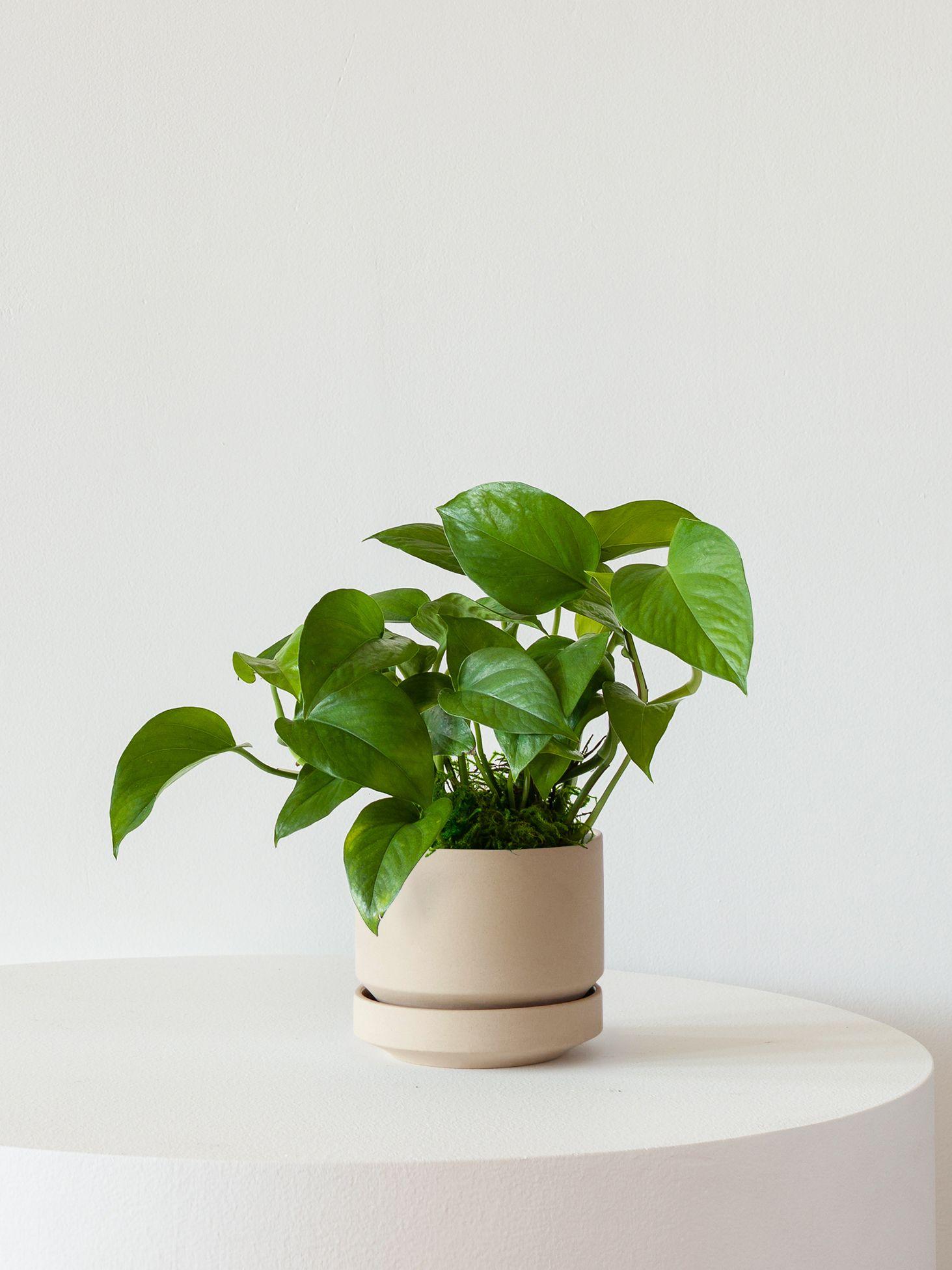 Jade Pothos - Sand Scandinavian Ceramic 