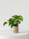 Jade Pothos