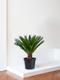 Sago Palm