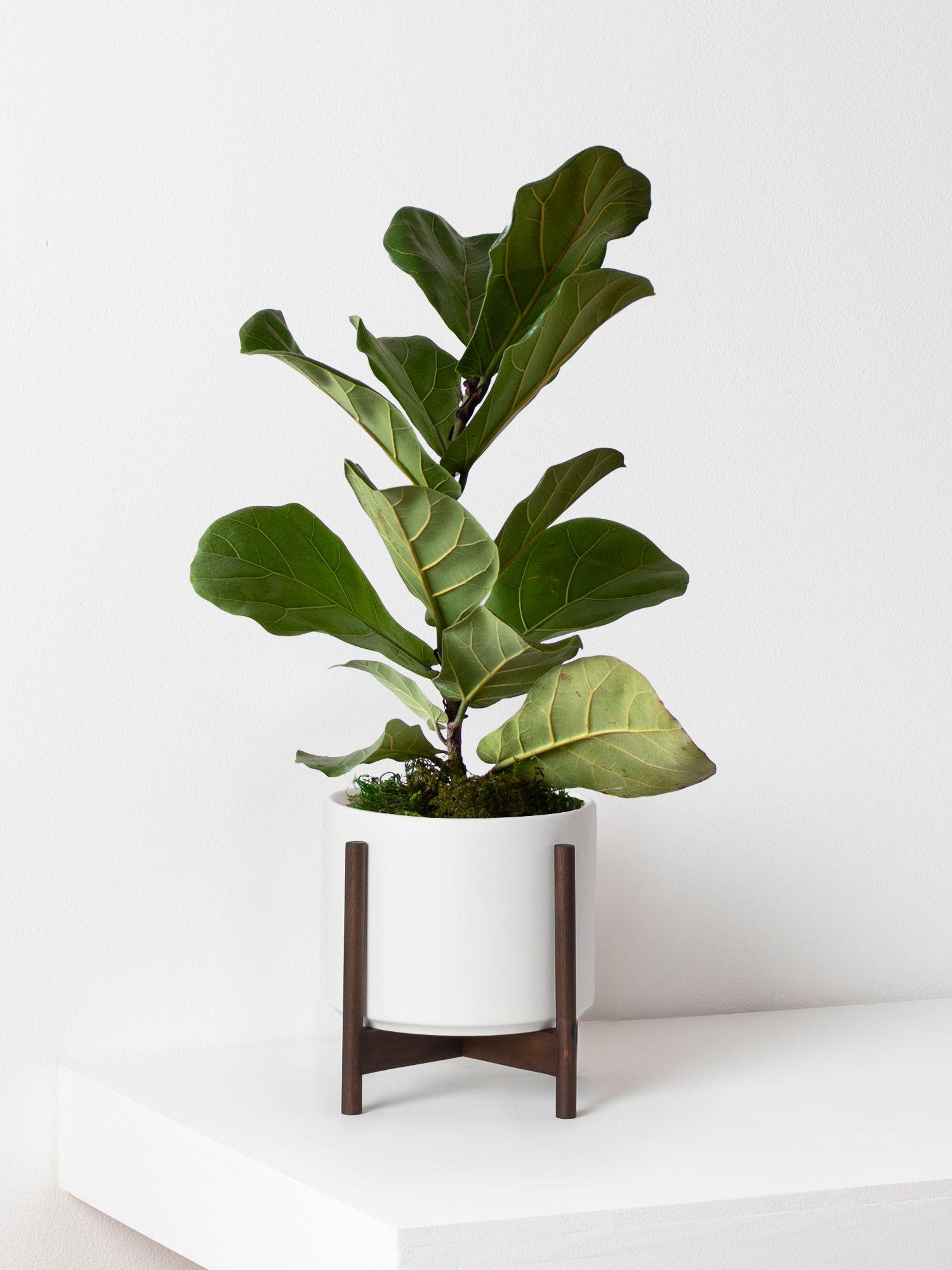 Fiddle Leaf Fig Plant - White Mid-Century Ceramic & Dark Wood Stand 