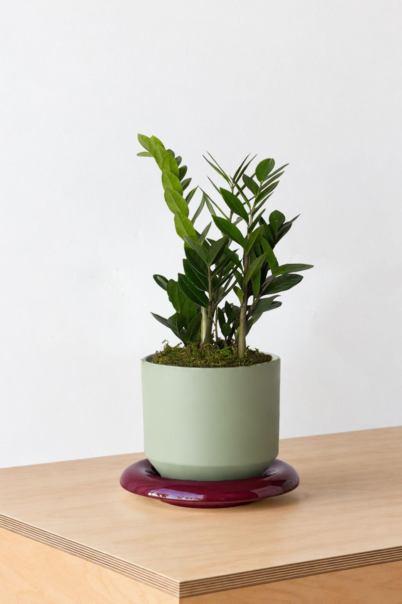 Zanzibar Gem - Sage Lily Ceramic & Burgundy Saucer 
