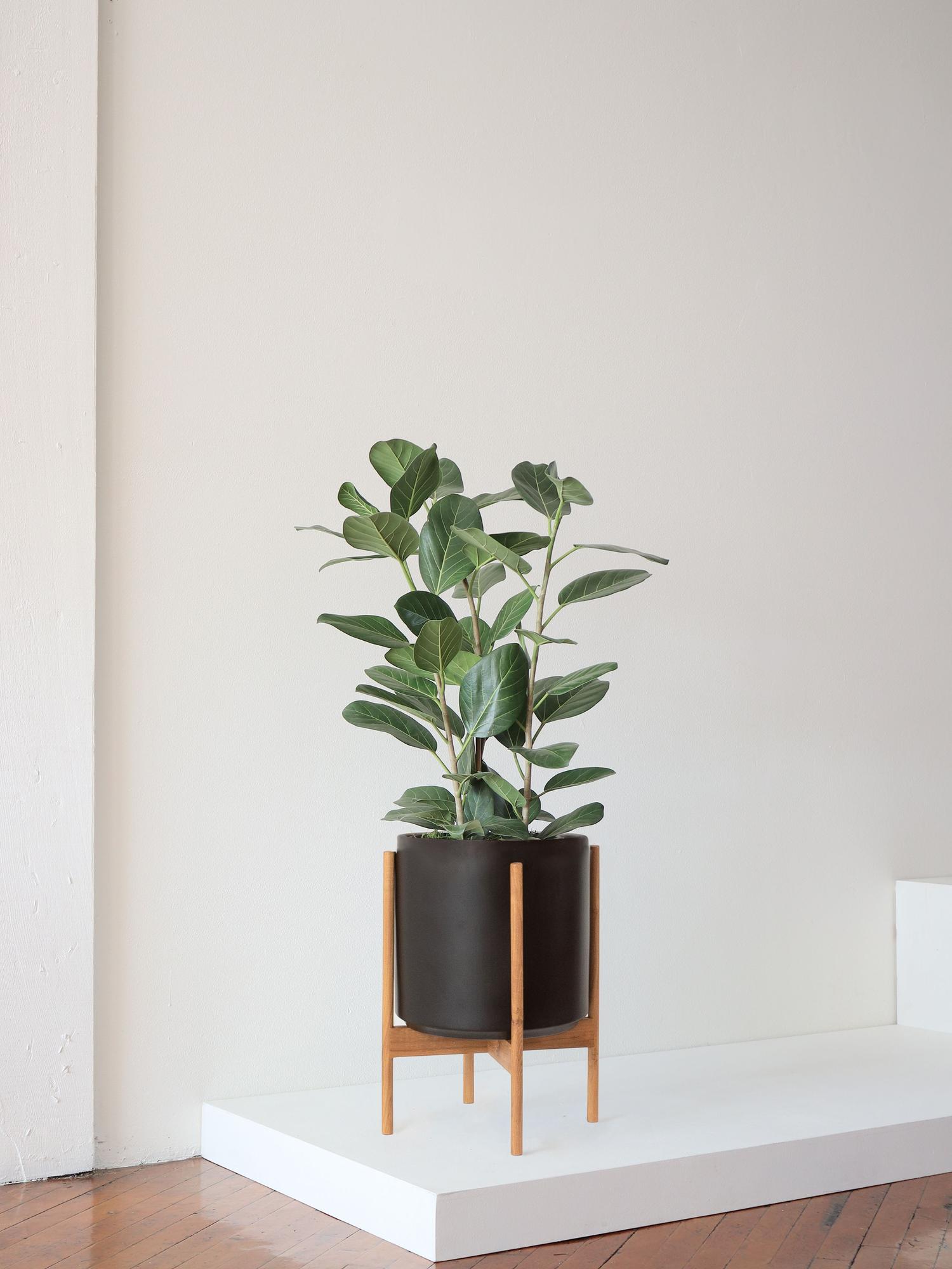 Ficus Audrey - Black Mid-Century Ceramic & Light Wood Stand 