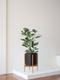 Ficus Audrey