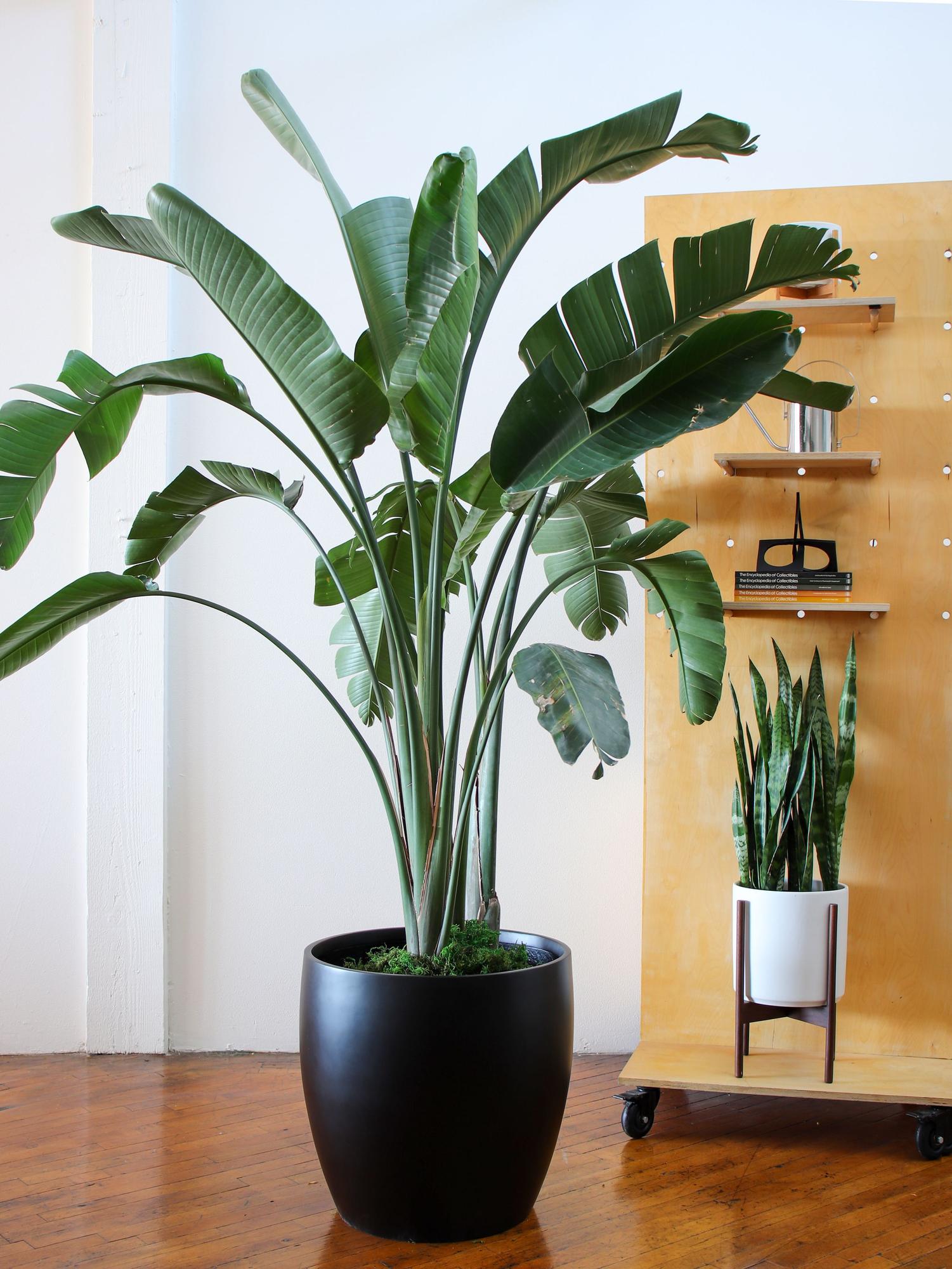 Bird of Paradise