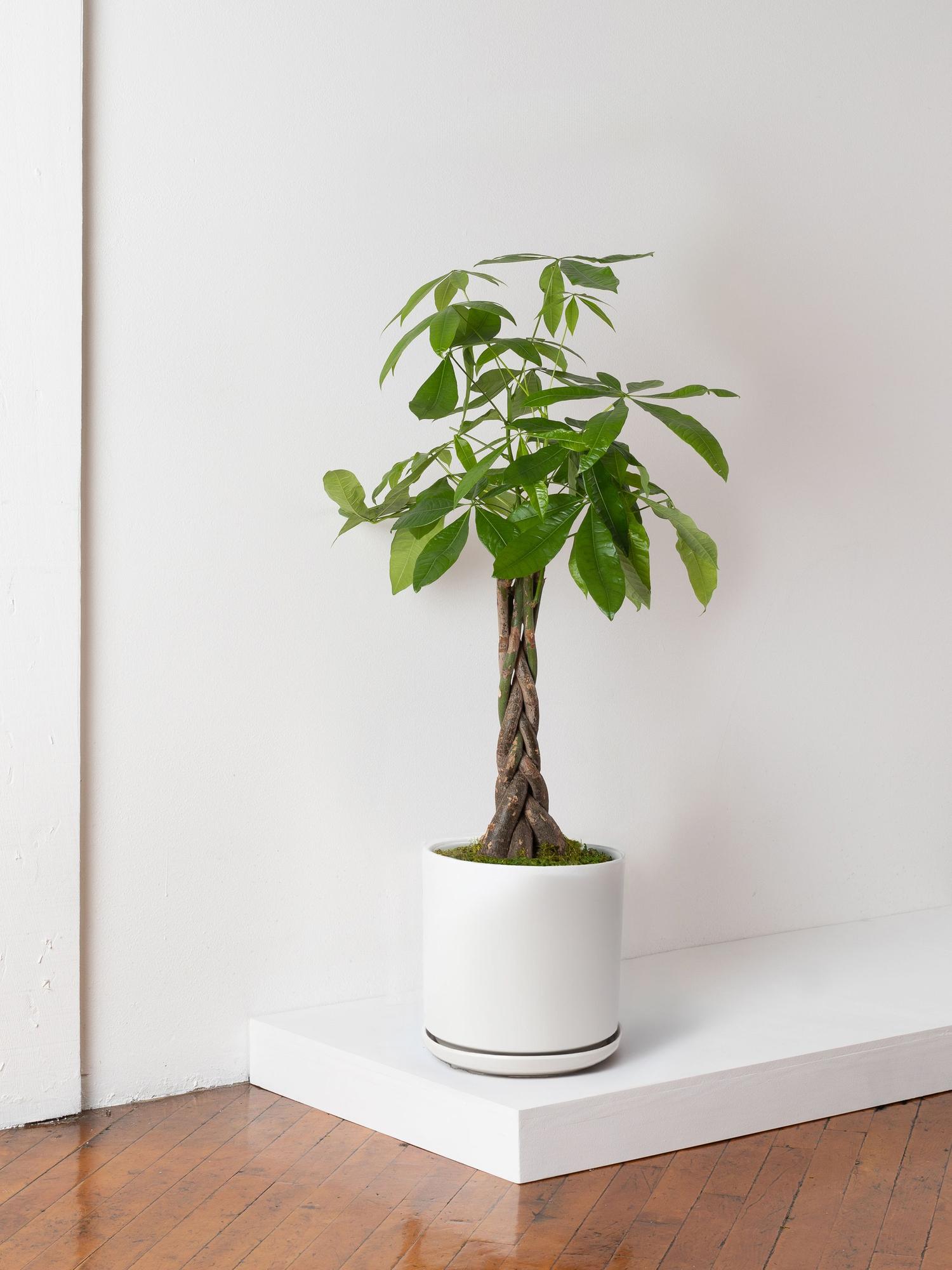 Braided Money Tree