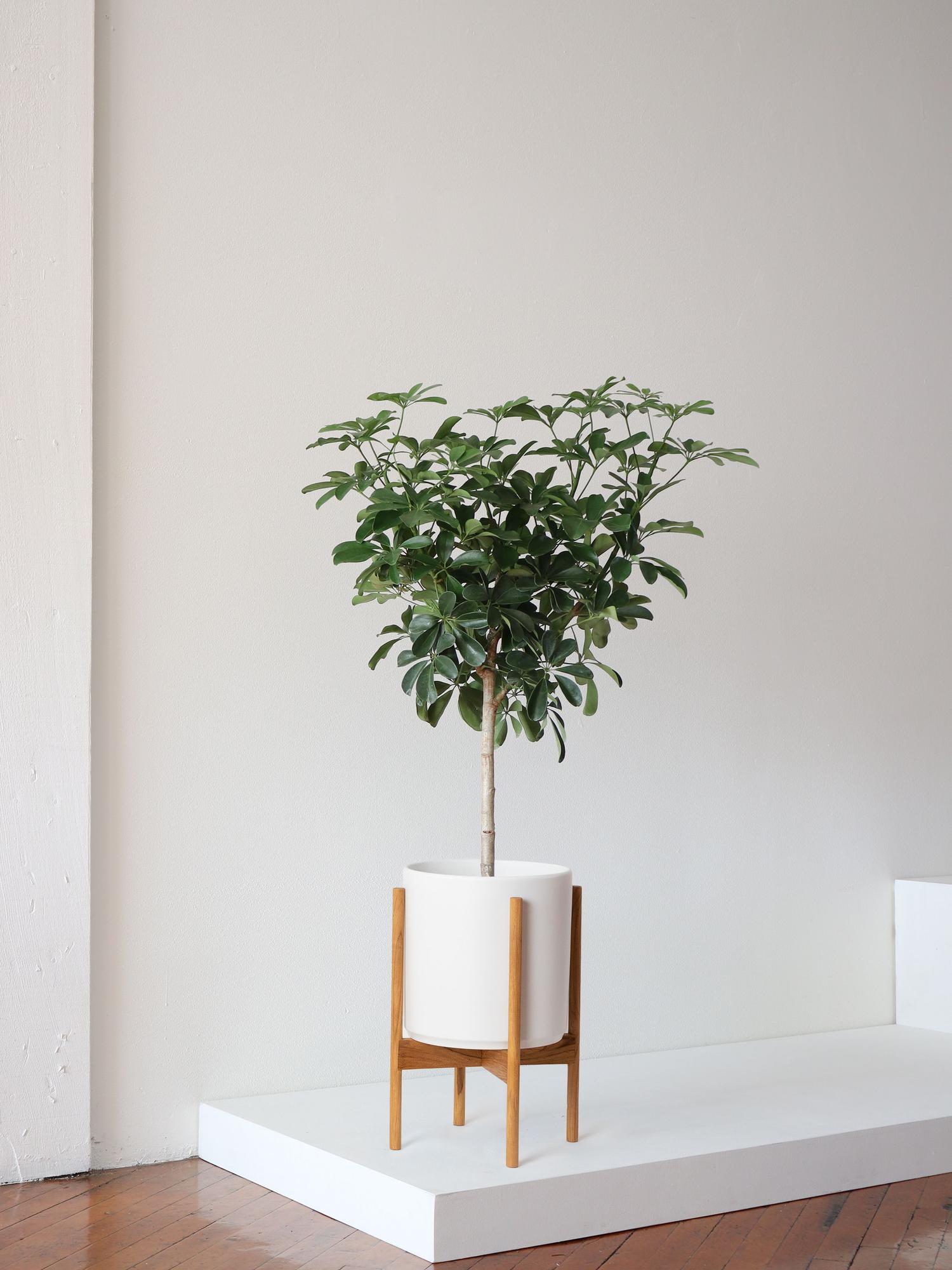 Schefflera - White Mid-Century Ceramic & Light Wood Stand 