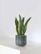 Sansevieria Laurentii
